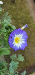 Convolvulus tricolor