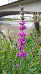 Lythrum salicaria