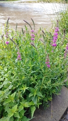 Lythrum salicaria