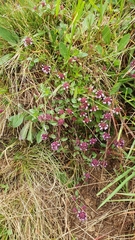 Thymus pulegioides pulegioides