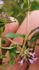 Thymus pulegioides pulegioides