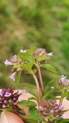 Thymus pulegioides pulegioides