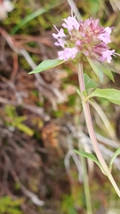 Thymus pulegioides pulegioides