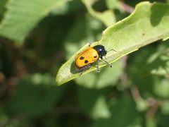 Cryptocephalus imperialis