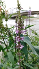 Stachys palustris