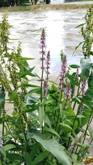 Stachys palustris