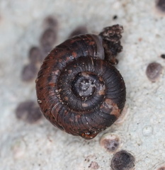 Thryasona diemenensis