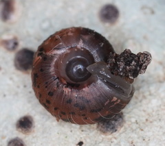 Thryasona diemenensis