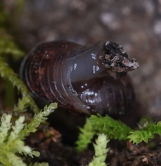 Thryasona diemenensis