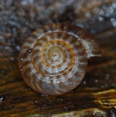 Scelidoropa
