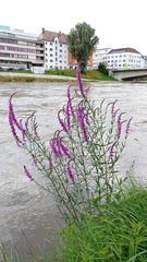 Lythrum salicaria