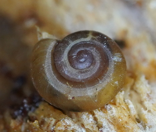 Gadoropa gadensis observed 2021-07-13