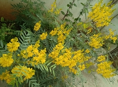 Senna alexandrina