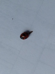 Coccinella monticola