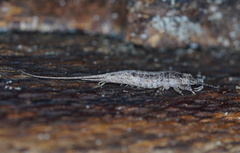 Machiloides hickmani