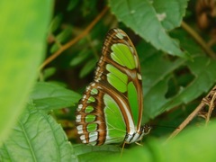 Philaethria diatonica