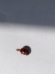 Coccinella monticola