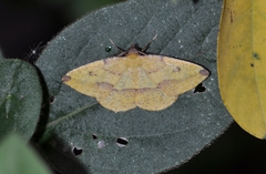 Heterolocha