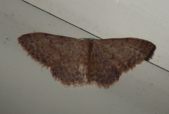 Idaea trissorma
