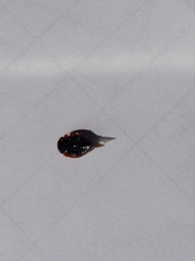 Coccinella monticola