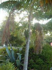 Howea forsteriana