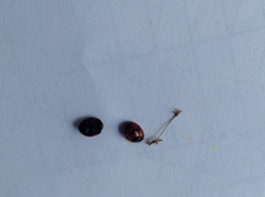 Coccinella monticola