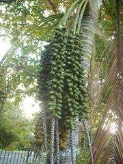 Howea forsteriana