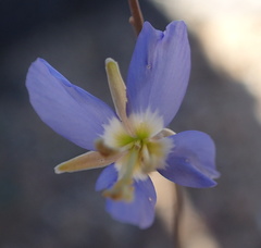 Heliophila lactea