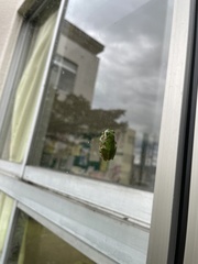 Hyla japonica