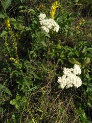 Achillea pannonica
