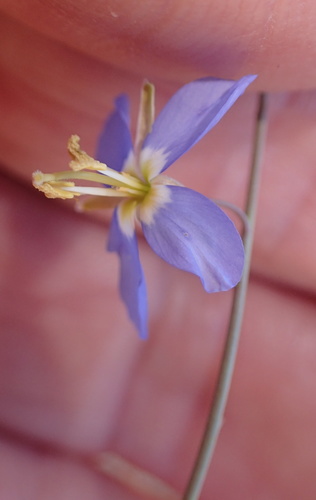 Image of Heliophila lactea by no rights reserved