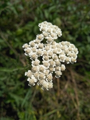 Achillea pannonica