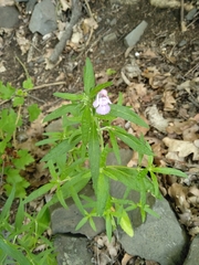 Galeopsis angustifolia
