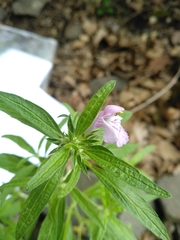 Galeopsis angustifolia