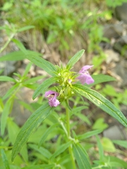 Galeopsis angustifolia