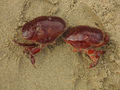 Atergatis integerrimus
