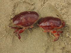 Atergatis integerrimus