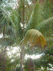 Howea forsteriana