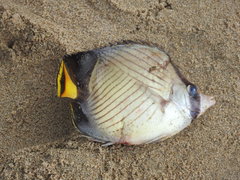 Chaetodon decussatus