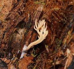 Phaeoclavulina flaccida