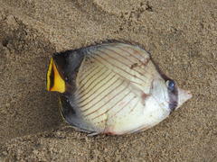 Chaetodon decussatus