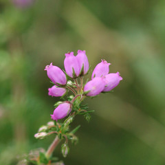Erica cinerea