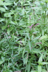 Persicaria minor