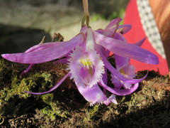 Pleione