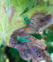 Anacridium aegyptium