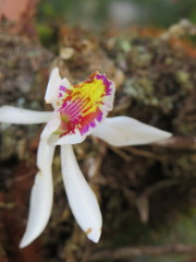 Pleione