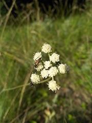 Seseli hippomarathrum