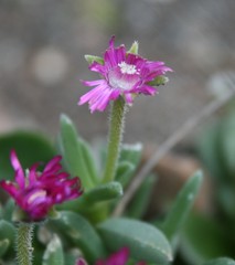 Trichodiadema calvatum