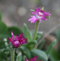 Trichodiadema calvatum