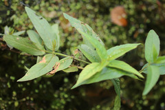 Lysimachia vulgaris